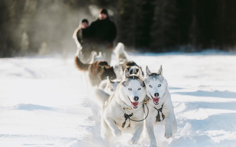 115883876_10164318958345554_6675781506428873069_n