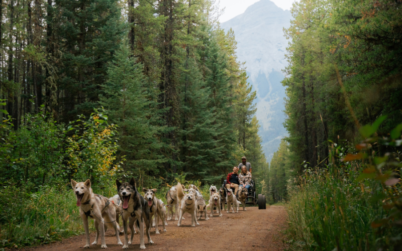 Snowy Owl Tours – Adventure Dog Cart – Summer Tour in Kananaskis Country, Alberta