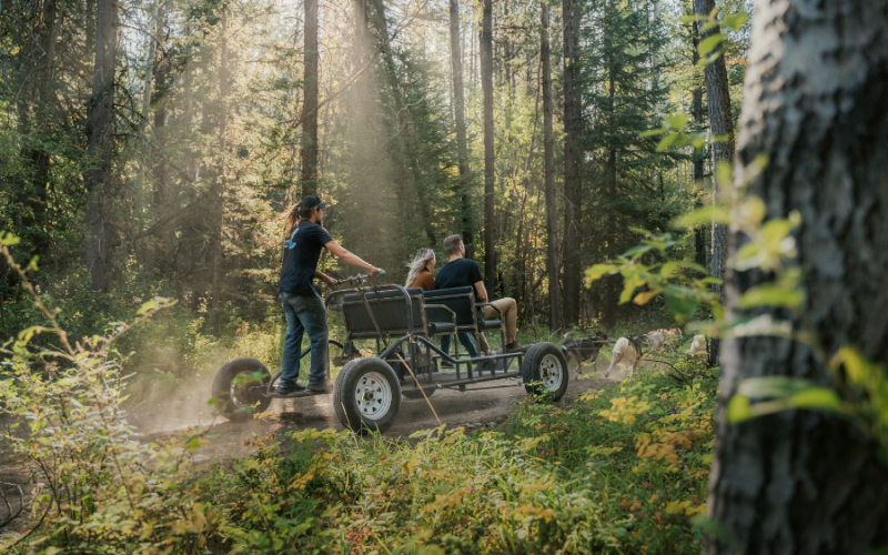 Snowy Owl Tours – Adventure Dog Carting – Summer Tour in Kananaskis Country, Alberta