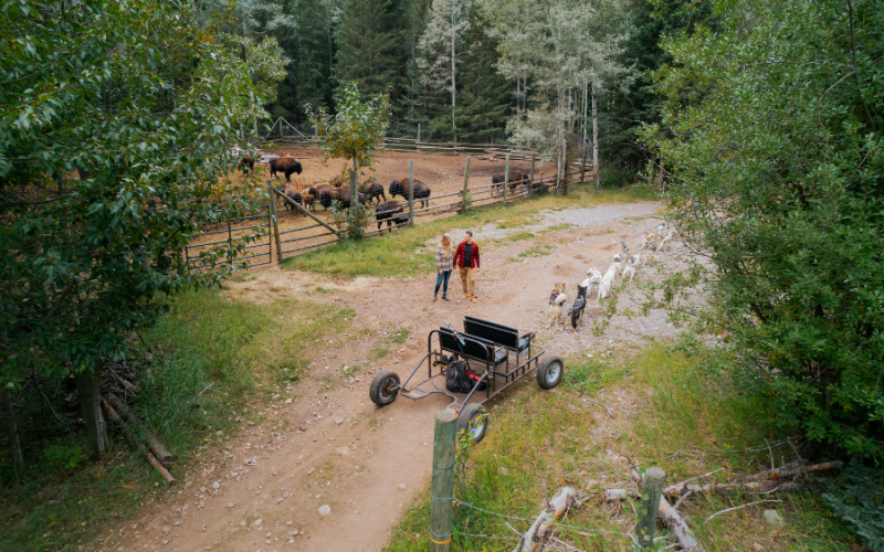 Snowy Owl Tours – Adventure Dog Carting with buffalo – Summer Tour in Kananaskis Country, Alberta