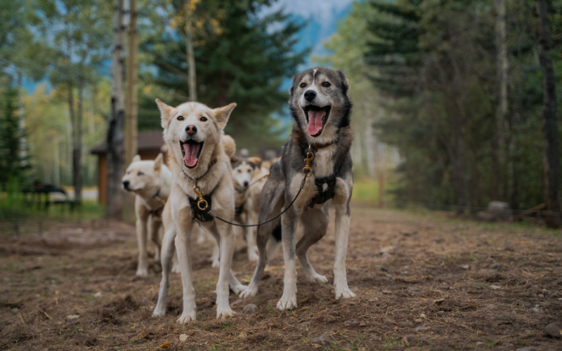 Snowy Owl Tours – Husky Heroes – Summer Tours