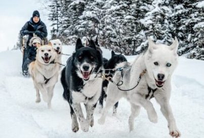 Snowy Owl Sled Dog Tours: RMO